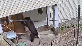 VIDEO Ursul, musafir nepoftit în casă. Atacul animalului a fost surprins de camerele de supraveghere